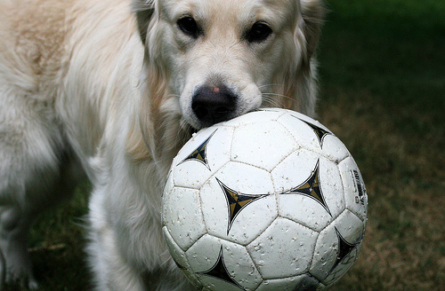 kutyanak-focilabda