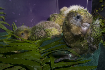 kakapo-madarak