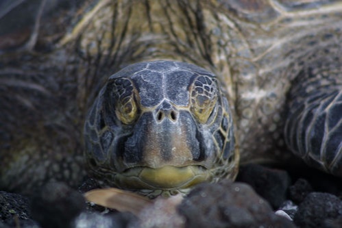 Eszméletlenül cuki teknősök keltek ki a debreceni állatkertben - Itt az első fotó - Terasz | Femina