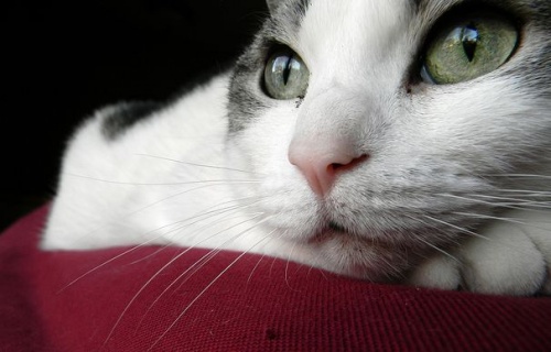 hogyan kezeljük a macskák helmintikus fertőzéseit férgek kezelésének módjai felnőttekben