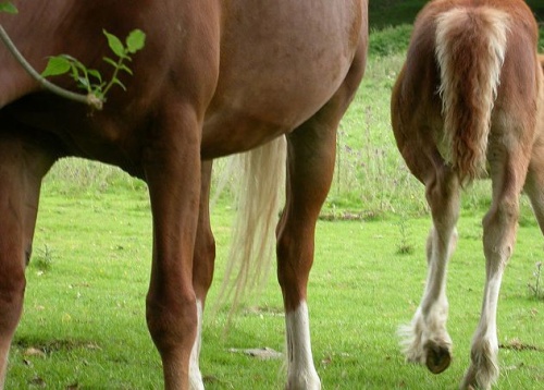 lovak ízületi fájdalmainak kezelésére