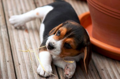 hogyan lehet a beagle fogyni hogyan lehet elveszíteni a nem kívánt karzsírt