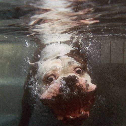 bulldog-a-vizben