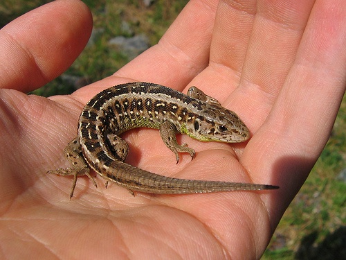 lacerta-agilis