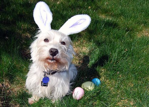 húsvét, nyuszi, kutya