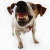 A kutyák fogszabályozása