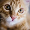 Macska panleukopenia (macska szopornyica)