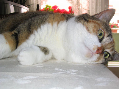 nonache cukorbetegség kezelésére macska