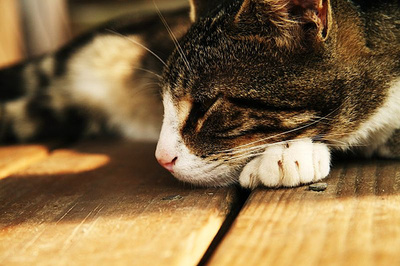 diabétesz kezelésére macskák népi jogorvoslati