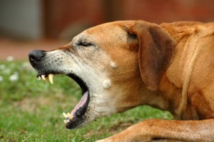 kennel köhögés, kutya, betegség