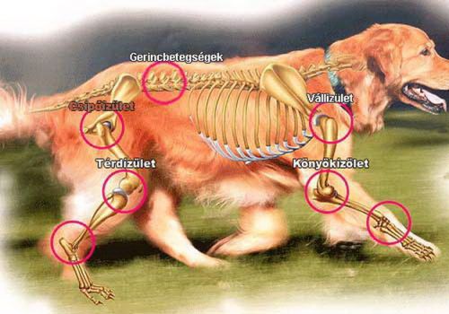 artrózis kezelése kutyáknál