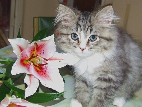 liliom, virág, cica