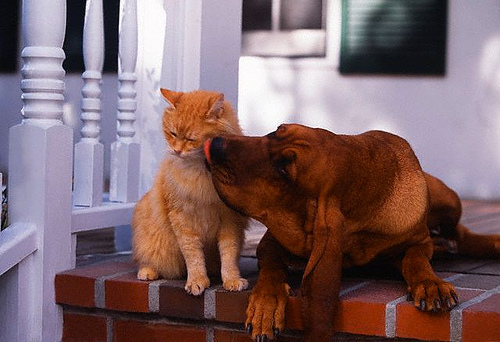 Kutya-macska puszi