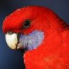 A laposfarkú pennant papagáj