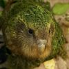 Kakapó, az utolsó bagolypapagáj