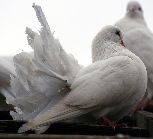white-dove