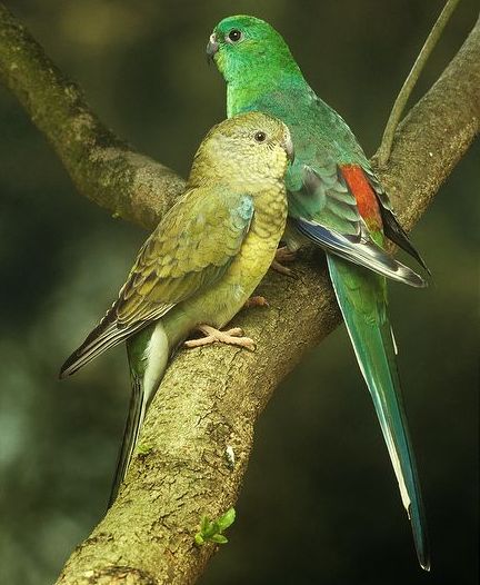 Énekes papagáj pár