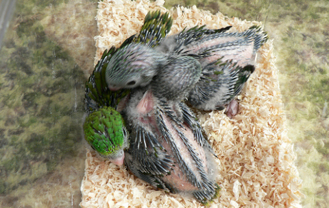 katalin-papagáj bébik