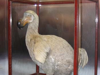 dodo-madar