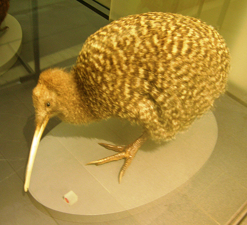 uj-zelandi-kiwi