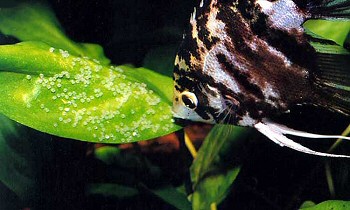 Vitorláshal, az Amazonas királynője