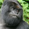 A hegyi gorilla