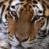 A bengáli tigris (Panthera tigris tigris)