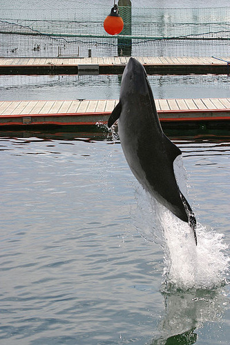 barna-diszno-delfin