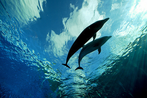 delfin-kepek