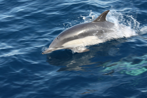 uszo-delfin