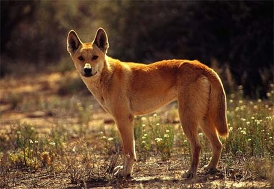 dingo-kutya