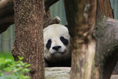 kukkolo-panda