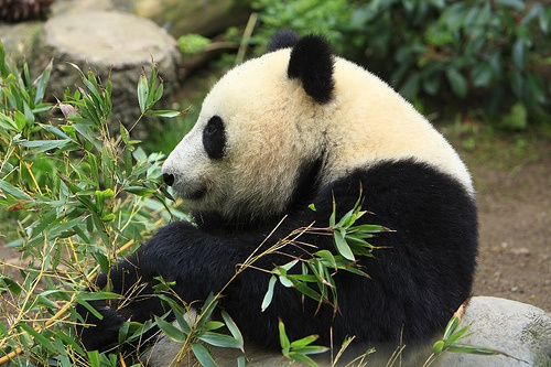 piheno-panda