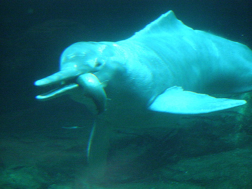 folyami-delfin
