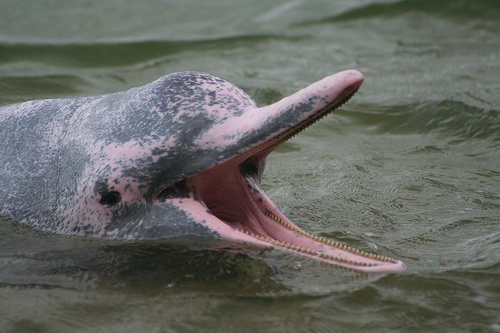 rozsaszin-delfin