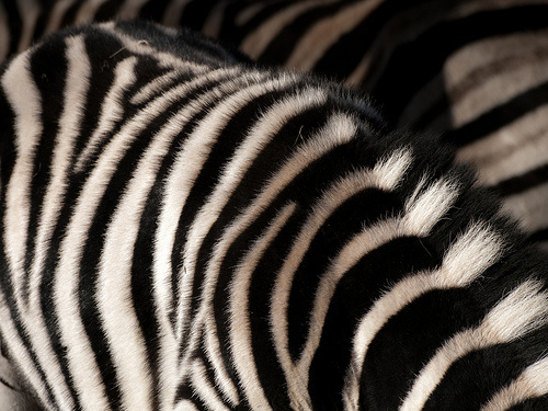 zebra-csikok