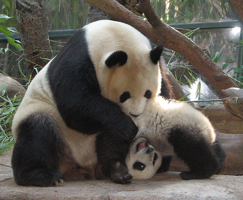 Panda és kölyke