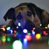 Nem tudod feldíszíteni a karácsonyfát? Nézd meg, hogyan csinálják a
kutyák! - videó