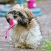 Kutyák fogápolása - előzzük meg a fogkő kialakulását