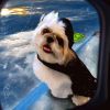 Repülő kutya