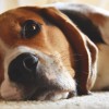 A kutya ivartalanítása: mikor, és miért kell túlesni rajta?