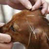 Alternatív állatgyógyászat: kutya akupunktúra