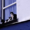 Vigyázzunk a cicára, nehogy kisessen az ablakon!