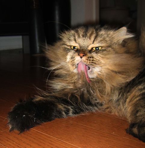 perzsa macska nyírása es