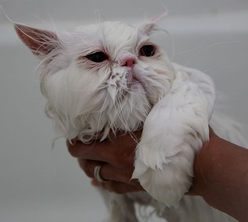 perzsa, macska, fürdik