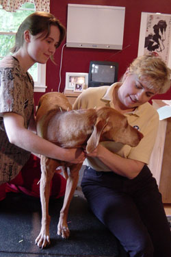 kutya, állatorvos, akupunktúra