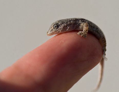 HüllŠkisokos gekkó a terráriumban gondozás