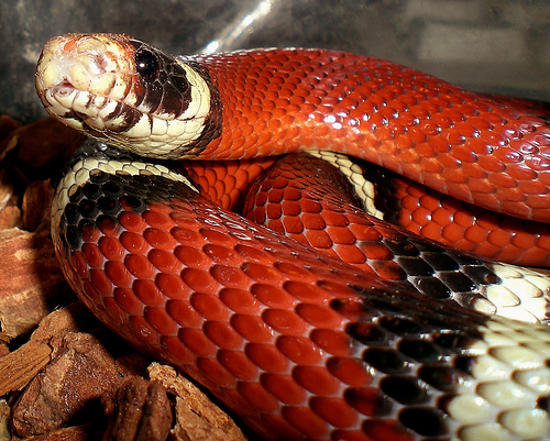 kigyo-siklo-terrarium.jpg