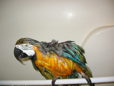 vizes-papagaj