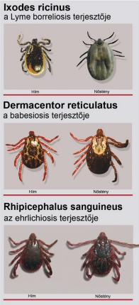 Támadnak a kullancsok, védjük meg kedvenceinket!